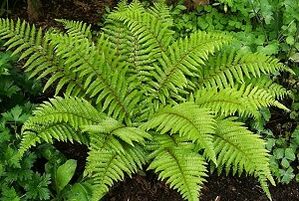 Memampatkan untuk rawatan urat varikos